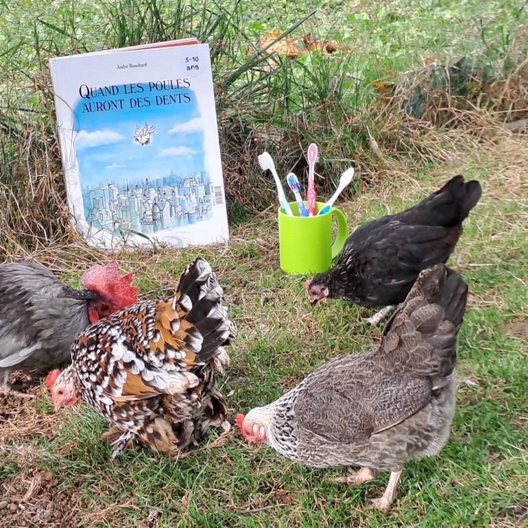 Quand les poules auront des dents